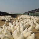 백봉농장 이미지