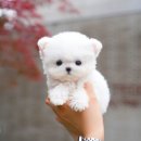 부산강아지분양 테디럽 명지본점 이미지