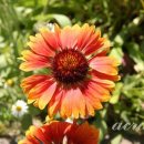 아리스타타 이미지