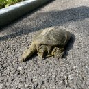 도로에 거북이 밟지 않도록 주의해주세요. 이미지