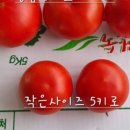 맘토마토