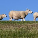 금주식당 이미지