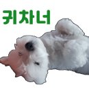 멍냥이꼬 이미지