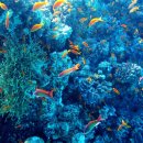 바다의숲 이미지