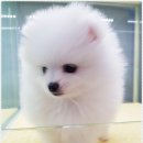 개네가 고양이네 이미지