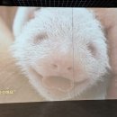 바오2 | 에버랜드 바오 하우스 시즌2 완벽후기!눈길을 사로잡은 가족 일러스트와 판다월드 실물 영접!