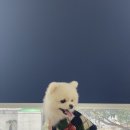 베콩스 이미지