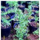 와우농장 이미지