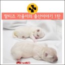 해운대 플러스동물병원 이미지