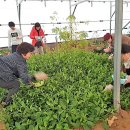 화성 한옥팬션 싱싱하우스 이미지