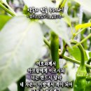 핸드폰 배경화면&잠금화면_20240114_창세기 15장 13-14절_맵지만 맛있도다! 약속의 맛을 누려라!_주현절 후 두 번째 주일 묵 이미지