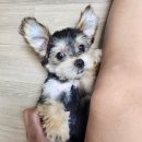 아꼬운몽 | [반려동물] 너를 만난건 행운이야💖