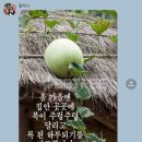 대호툴 | 잘가 여름