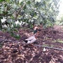 현철농장 이미지