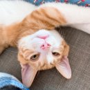 닥터표 동물병원 이미지