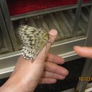 나비부화장 이미지