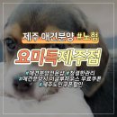 제주 강아지분양 애견샵 요미독 제주점 이미지