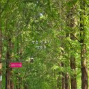 우로지 자연숲 공원(메타세쿼이아길) 이미지