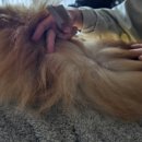 미래지동물의료센터 이미지