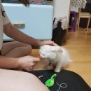 쪼이참치