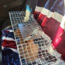 온정동물병원 | 길고양이 시청 중성화 TNR 지원 수술 및 24시간 병원 기본 검사 비용 후기