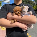 마마스미독 강아지 분양 김해점 | [김해강아지분양 마마스미독 강아지분양 김해점] 환경 자체 위생적으로 관리 잘해주시는 곳