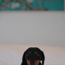 사랑 스테이 이미지