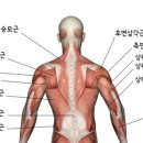 피티스미스 이미지