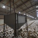 전남양계장 이미지