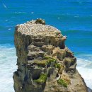 바다 야생조류 가넷(Gannet)의 천국, 무리와이 비치(Muriwai Beach) 이미지