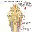 말의 치식과 간단한 용어 이미지