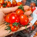 알리익스프레스 스테비아 방울토마토 2키로 9,937원 (코인할인) 이미지