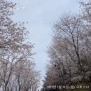 이마트24 진영죽곡공단점 | ~ 04.04 벚꽃 사진 / 창원 근교 김해 진영 벚꽃길 추천