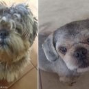 댕댕이 미용실 이미지