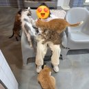 주주팜 | 여주 아이와 갈만한 곳 | 강아지 고양이 소동물이 가득한 여주 주주팜 재방문 후기