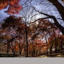 건지산 애기단풍(전주 덕진) 이미지