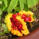 "여주"에 대한 정보 이미지