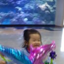 제주도 한화 아쿠아플라넷^^ 이미지