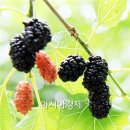 뽕이랑 귀농이랑 이미지