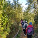 숲길 걷기 동아리 활동 이미지