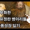 둥지마트 네이버블로그