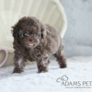 구산동 강아지 이미지