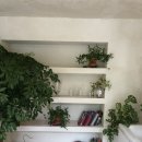 마이포레스트 이미지