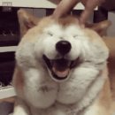 미소짓개 이미지