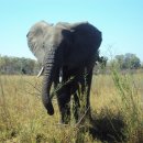 아프리카팩토리 이미지