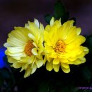 송정동-16 이미지