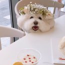 댕과댕빵 이미지