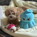 평택 고덕 반려견 미용 Dear.dot 디어도트 어반그로브