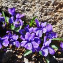 향기꽃방 이미지