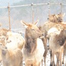 사슴자연 방목장 이미지